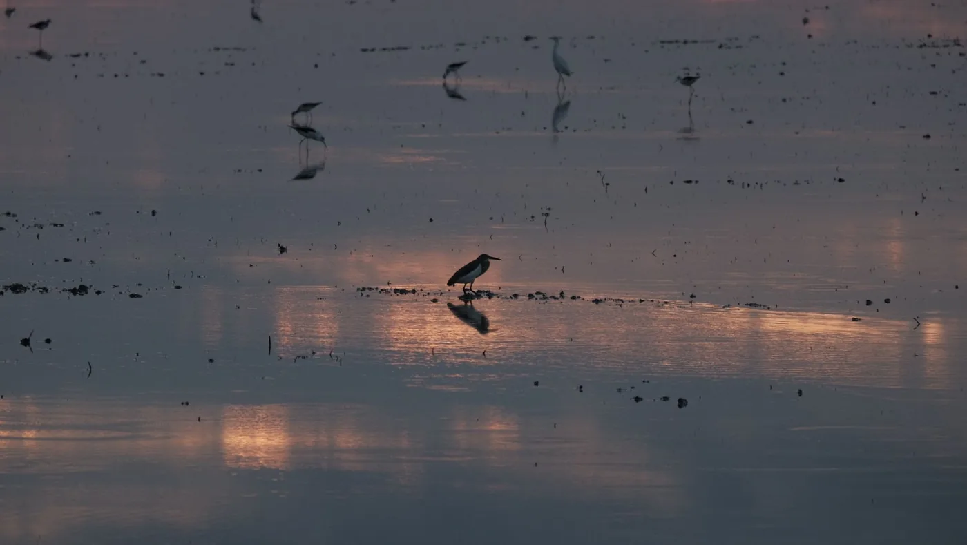 A bird in the Danube Delta